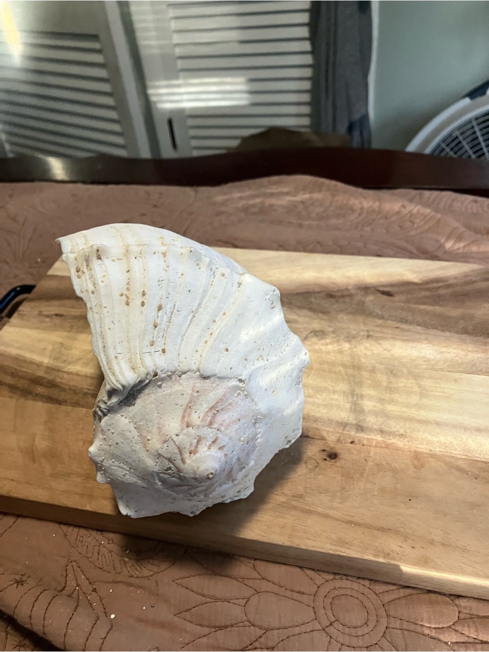 Large Lightning Whelk White Shell - Picture 3 of 9